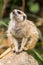 Close up of meerkat perched on stones