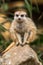 Close up of meerkat perched on stones