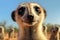 close-up of a meerkats face with focused eyes