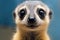 close-up of a meerkats face with focused eyes