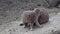 Close up of meerkats playing