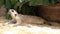 Close-up Meerkats sleeping in zoo.