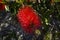 Close-up of Melaleuca Flower, Red Paperbarks, Macro, Nature