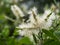 Close up of Melaleuca quinquenervia flower