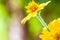 Close up of melampodium divaricatum, butter daisy or little yellow star, flower