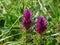 Close-up of Melampyrum arvense cow-wheat blossoms spotted on sunny day