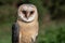 Close up melanistic barn owl