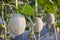 Close up melon growing ready for harvest in field plant agriculture farm