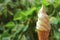 Close-up of Melting Vanilla and Chocolate Flavors Soft Serve Ice Cream Cone