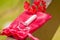 Close up of a a menstruation cotton tampon over a red cotton bag, with a beautiful red flower, in a blurred background