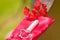 Close up of a a menstruation cotton tampon over a red cotton bag, with a beautiful red flower, in a blurred background