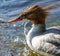 Close up of a Merganser laying in water.