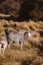 close up merino sheep in new zealand livestock farm