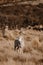 close up merino sheep in new zealand livestock farm