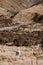 close up merino sheep in new zealand livestock farm