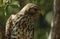 Close-up of Merlin (Falco columbarius)