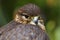 Close up of a Merlin, Falco columbarius, bird of prey