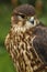 Close up of a Merlin, Falco columbarius, bird of prey