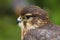 Close up of a Merlin, Falco columbarius, bird of prey