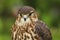 Close up of a Merlin, Falco columbarius, bird of prey