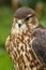 Close up of a Merlin, Falco columbarius, bird of prey