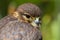 Close up of a Merlin, Falco columbarius, bird of prey