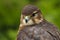Close up of a Merlin, Falco columbarius, bird of prey