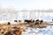 Close-up on a mesh fence in the background of which cows, bulls and bison graze in the snow with haystacks in winter