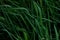 Close up messy field of wild grass leaves