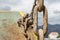 close-up of metal chains, rusty from salt water, attached to a fishing boat, rusty metal chains close up