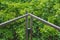 Close up metal railing of wooden sky walk or walkway cross over treetop surrounded with green natural and sunlight.