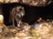 Close Up of Mexican Grey Wolf in Cave