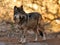 Close Up of Mexican Grey Wolf Full Body