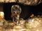 Close Up of Mexican Grey Wolf Leaving Cave