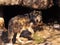 Close Up of Mexican Grey Wolf Looking Behind Him Before Entering Cave