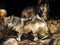 Close Up of Mexican Grey Wolf Pair at Cave