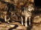 Close Up of Mexican Grey Wolf Pair With Interest