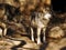 Close Up of Mexican Grey Wolf Pair with monochromatic background