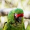 Close up of a Mexican military macaw