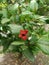 close up Micky mouse plant in tropical garden