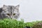 Close-up of micro-green peas, arugula and one cat on a white background.