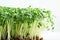 Close-up of microgreen broccoli. Concept of home gardening
