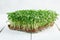 Close-up of microgreen broccoli growing on linen mat