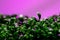Close-up of the microgreen of the corinar in the greenhouse under the ultraviolet phyto lamp. Cilantro sprouts. A young