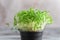 Close-up of microgreen watercress in a pot. Selective focus