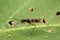 Close-up micropezidae, stilt-legged flies