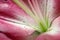 Close-up of midpoint pink-white lily flower