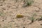 Close-up of an Migratory locust swarm