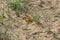 Close-up of an Migratory locust swarm