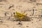 Close-up of an Migratory locust swarm